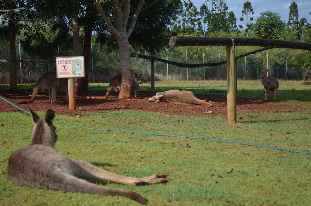 DEAD ROOS: Snakes Down Under staff devastated by the killing of 4 Kangaroos and 1 emu. DEAD ROOS: Snakes Down Under staff devastated by the killing of 4 Kangaroos and 1 emu.