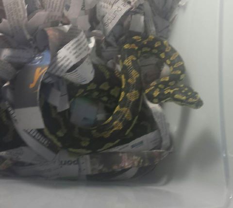 Brisbane Water Local Area Command officers nabbed this three-foot jungle python from a 20-year-old man who was proudly introducing the reptile to fellow train passengers. Brisbane Water Local Area Command officers nabbed this three-foot jungle python from a 20-year-old man who was proudly introducing the reptile to fellow train passengers.