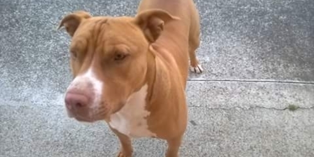 Son-Son, owned by Glen Fisiiahi, has been put down.
Son-Son, owned by Glen Fisiiahi, has been put down.