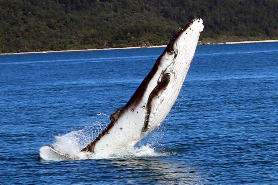 SPLASH: Whales were all the rage over the weekend.
Photo: Keith Roberts Whitsunday Catamarans TAA SPLASH: Whales were all the rage over the weekend.
Photo: Keith Roberts Whitsunday Catamarans TAA