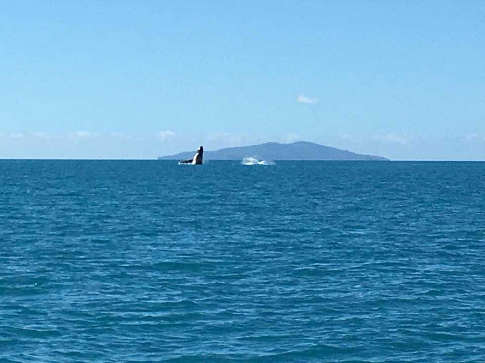 Whale sightings were all the rage over the weekend Whale sightings were all the rage over the weekend