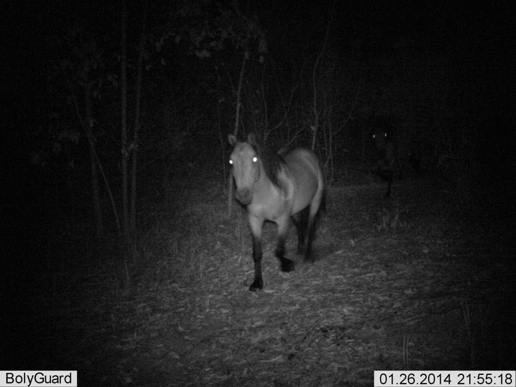 Brumbies on Fraser Island. Brumbies on Fraser Island.