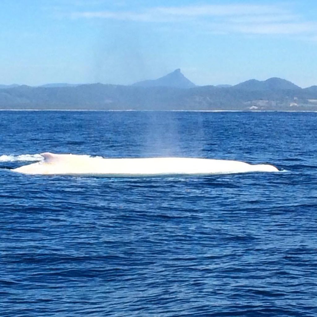 Migaloo spotted off Byron Bay on July 26, 2016. Migaloo spotted off Byron Bay on July 26, 2016.