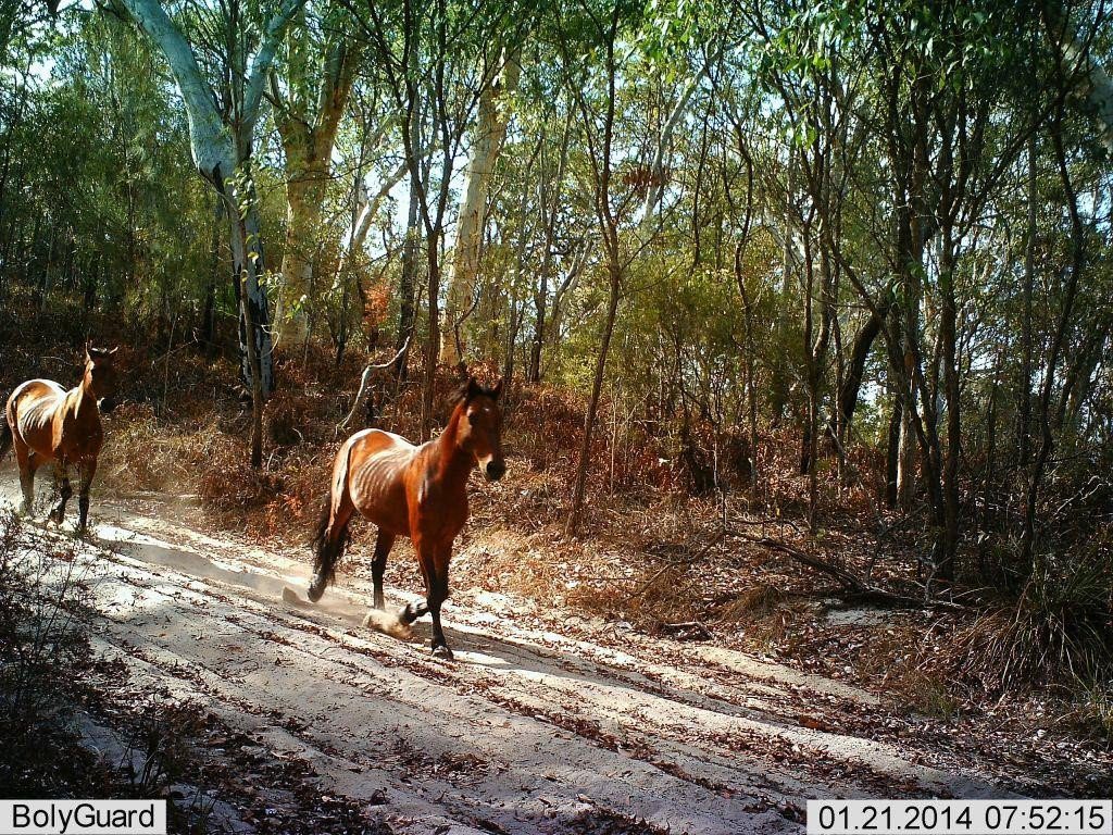 Footage has revealed there are still brumbies on Fraser Island. Footage has revealed there are still brumbies on Fraser Island.