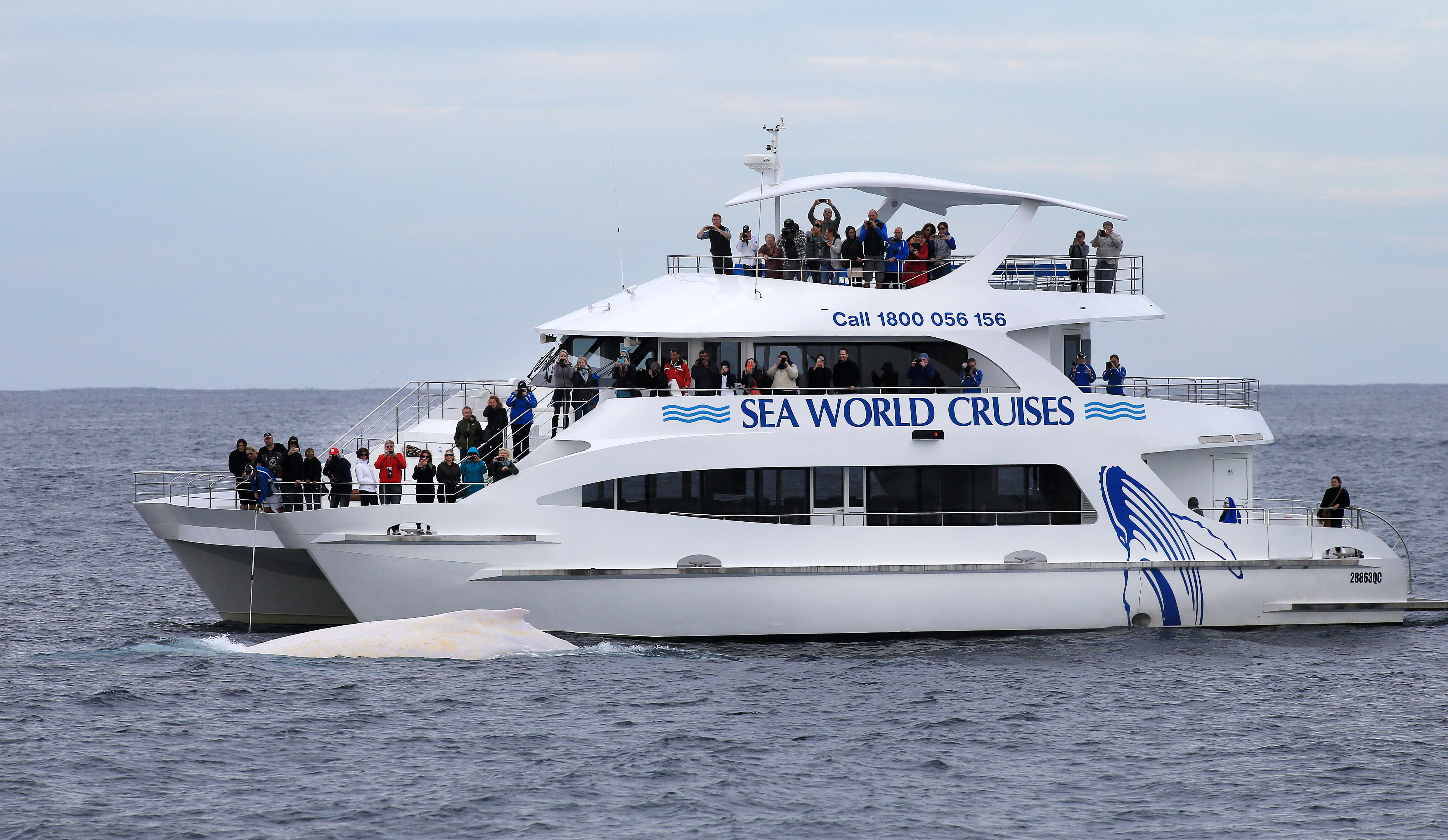 A Sea World Cruise charter vessel near Migaloo yesterday, off the Tweed Coast. A Sea World Cruise charter vessel near Migaloo yesterday, off the Tweed Coast.