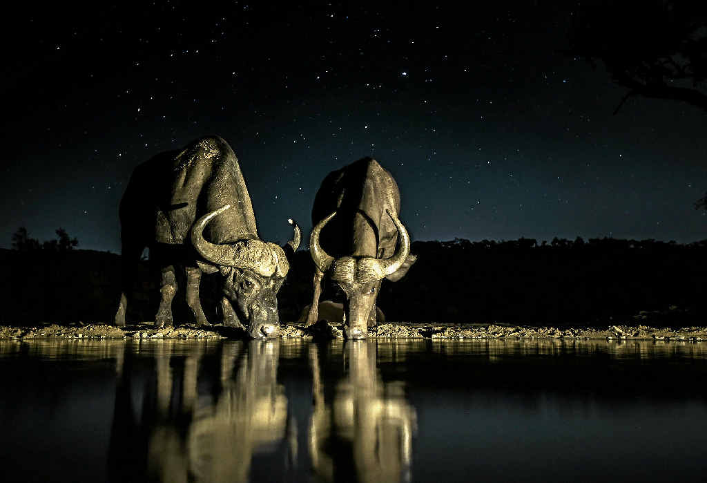 AMAZING SHOT: Alison Langevad, who lives in Airlie Beach, won a National Geographic competition for this shot. AMAZING SHOT: Alison Langevad, who lives in Airlie Beach, won a National Geographic competition for this shot.