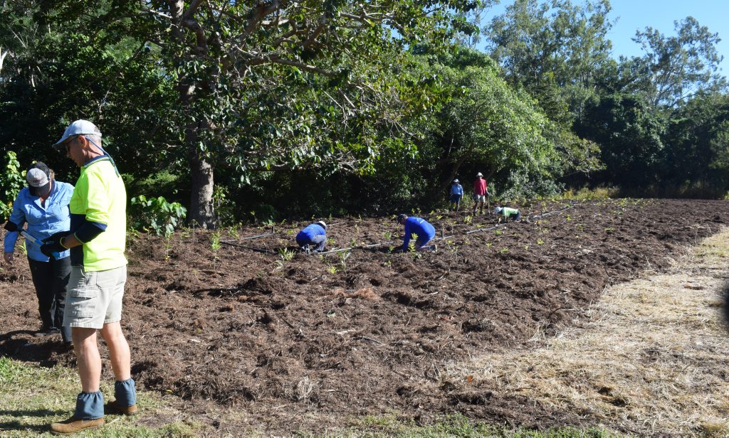 AT WORK: The land where 500 trees were planted by volunteers at Galbraith Park for National Tree Day on Sunday. Photo Inge Hansen / Whitsunday Times.