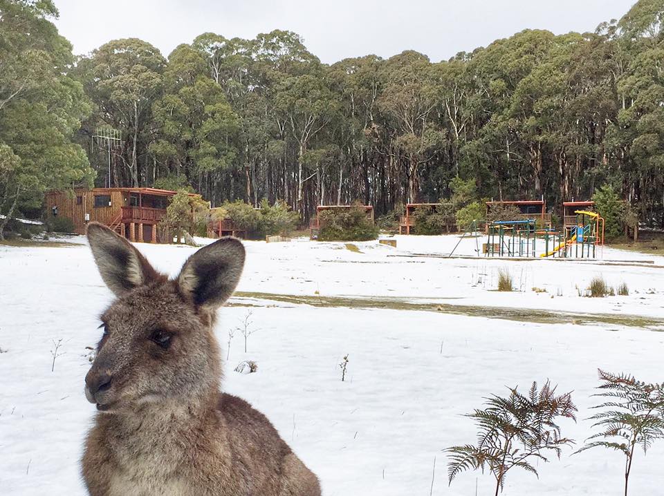 NIPPY SKIPPY: One of the locals enjoys the change of scenery as a blanket of snow covers Jenolan Caves, south-west of the Blue Mountains. NIPPY SKIPPY: One of the locals enjoys the change of scenery as a blanket of snow covers Jenolan Caves, south-west of the Blue Mountains.