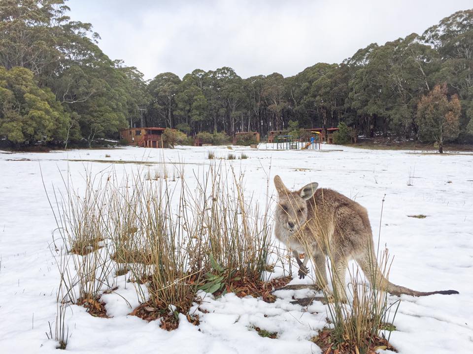 A chilly-footed kangaroo plays in the snow at Jenolan Caves. A chilly-footed kangaroo plays in the snow at Jenolan Caves.