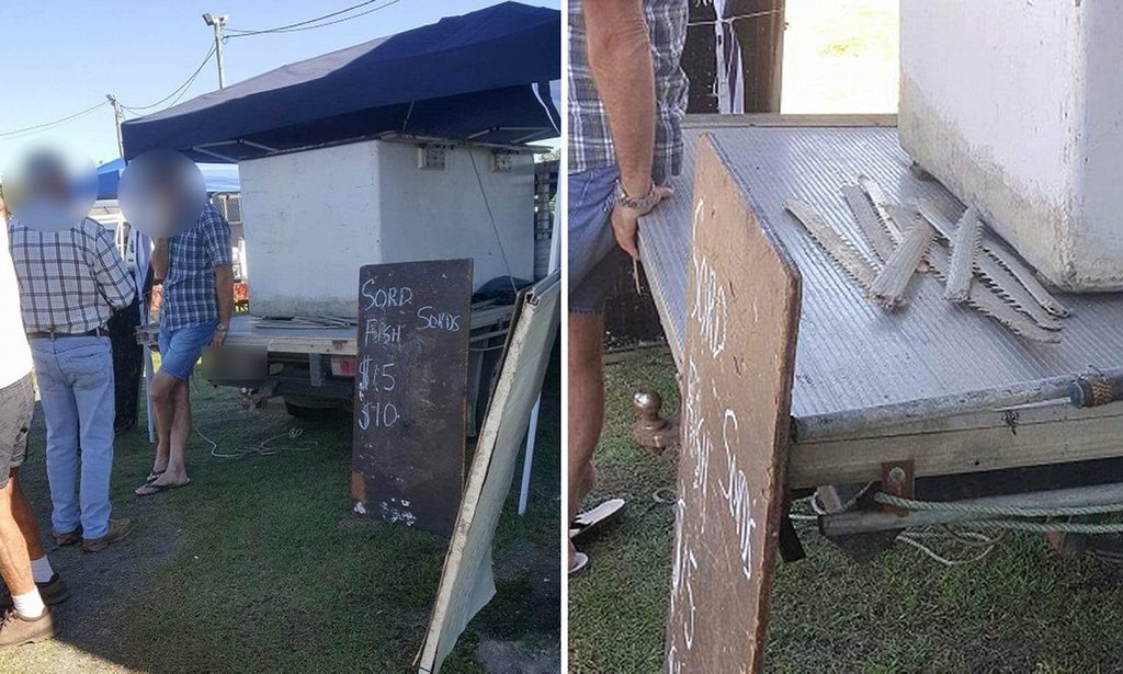 Narrowtooth sawfish ( Anoxypristis cuspidata) rostra for sale in a market in Mackay in north Queensland, Australia, in June 2016. Photo: The Guardian Australia Narrowtooth sawfish ( Anoxypristis cuspidata) rostra for sale in a market in Mackay in north Queensland, Australia, in June 2016. Photo: The Guardian Australia