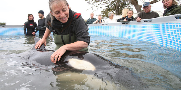 Orca Research Trust founder Dr Ingrid Visser with a baby orca that was left behind by it's pod. Orca Research Trust founder Dr Ingrid Visser with a baby orca that was left behind by it's pod.