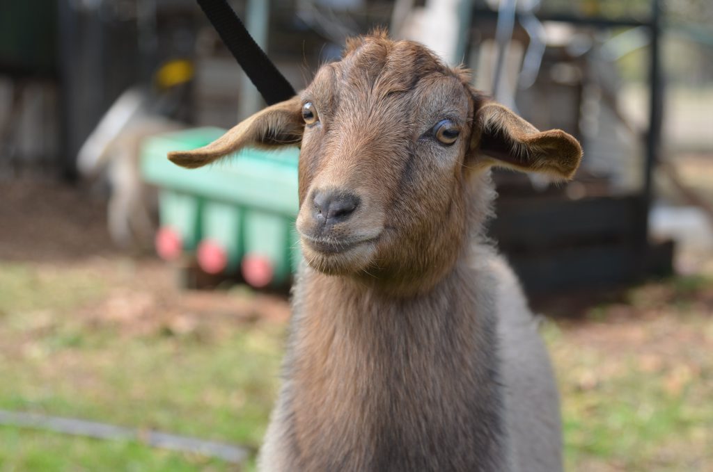 This is not the goat that attacked the man, but it is a goat. This is not the goat that attacked the man, but it is a goat.