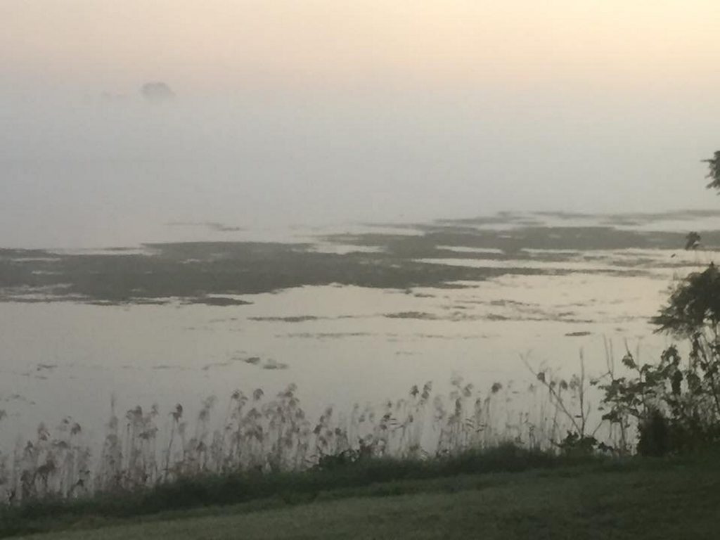 Ulmarra residents John and Di Leask witnessed a huge mass of vegetation flowing down the Clarence River at dawn on Wednesday, 10th of August, 2016. Ulmarra residents John and Di Leask witnessed a huge mass of vegetation flowing down the Clarence River at dawn on Wednesday, 10th of August, 2016.