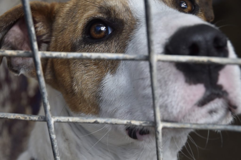 Image for sale: RSPCA, Vanity Street. Dogs looking for homes. Cupcake Day will be held on Monday, August 15, 2016