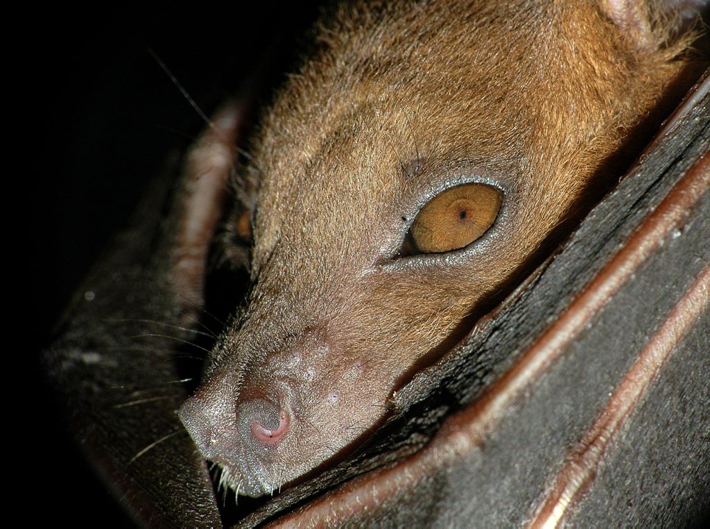A fruit bat has attacked a boy at a local skate park. A fruit bat has attacked a boy at a local skate park.