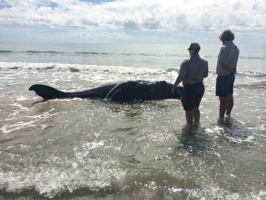 A baby humpback whale stranded at Woodgate. A baby humpback whale stranded at Woodgate.