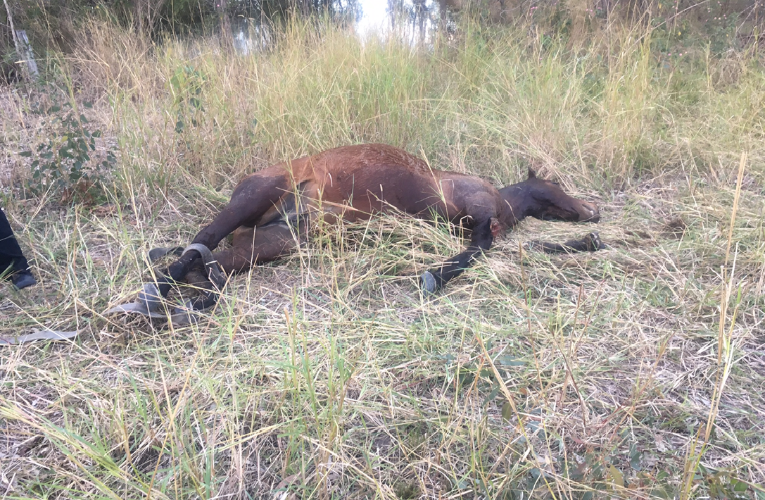 Angie the 21 year-old mare was slaughtered and butchered at Coomera on the Gold Coast Angie the 21 year-old mare was slaughtered and butchered at Coomera on the Gold Coast