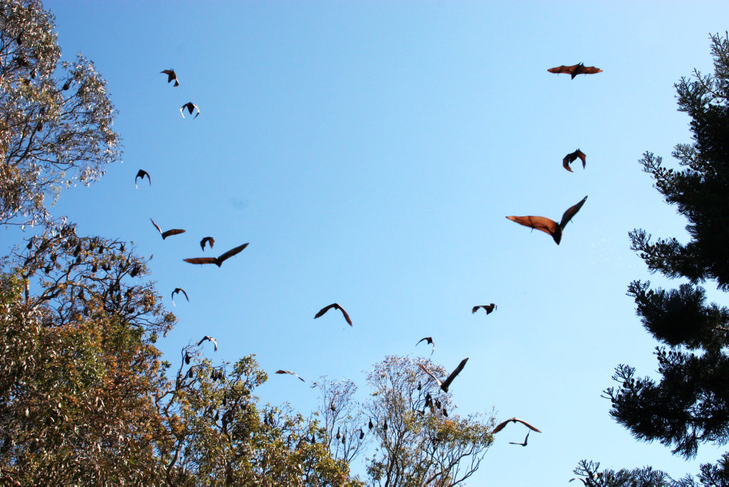 Flying fox dispersal started this week at Coolum.