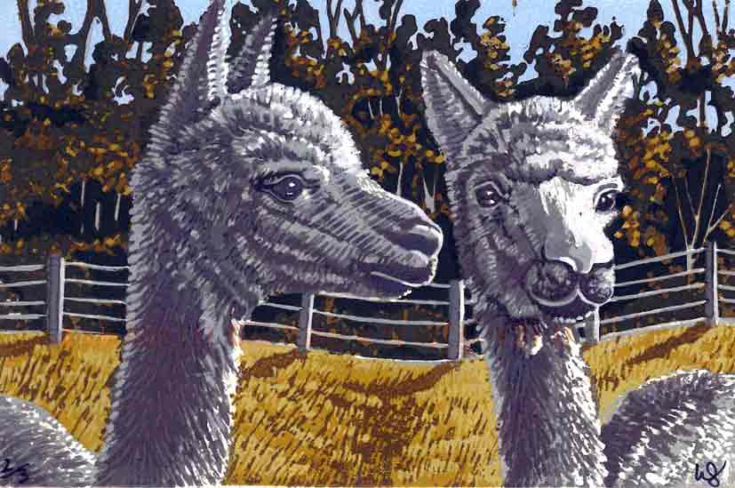 50 handmade postcards sent to Mackay from artists across the globe, displayed at the 'pop-up' gallery in the shop-front window at 94 Victoria Street.