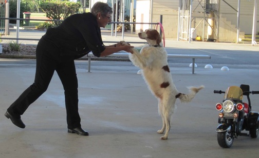 dancing with your dog