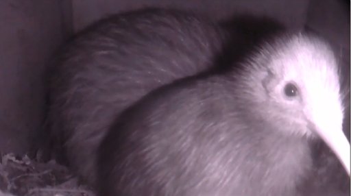 This two-week-old kiwi chick is about to take its first steps outside its nesting box.