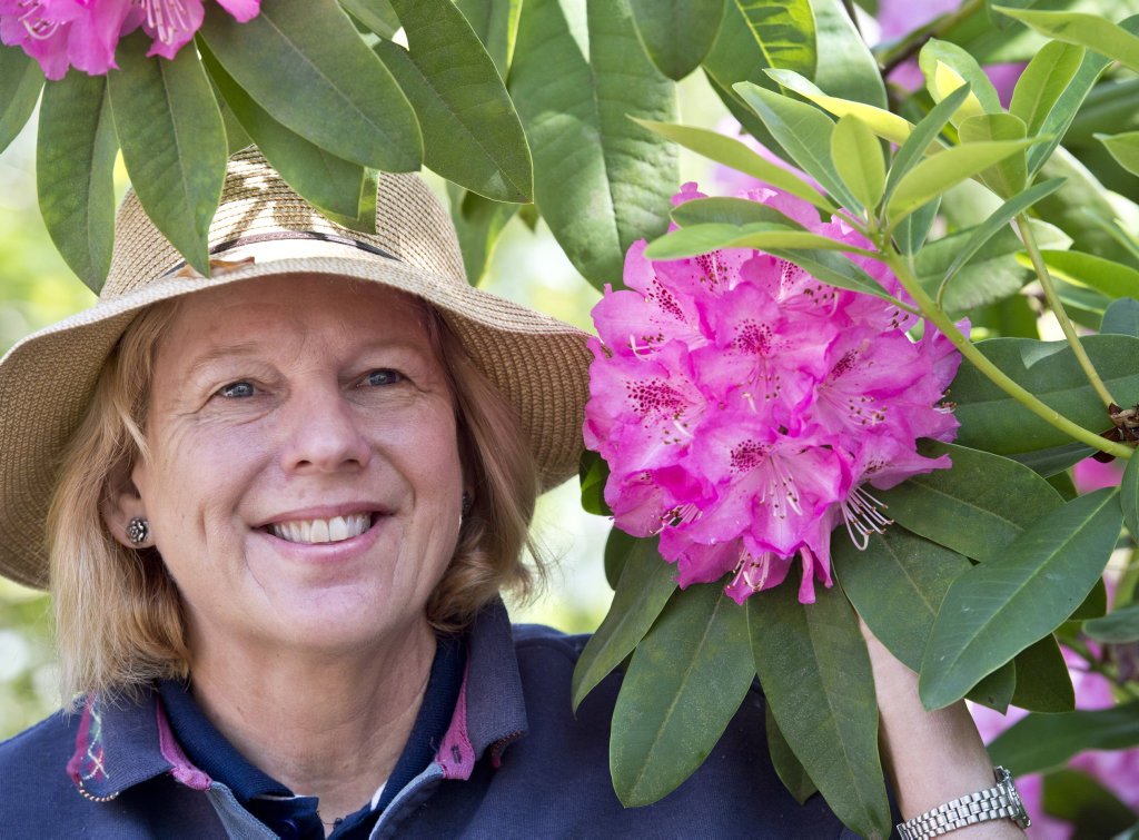 RADIANT RHODODENDRON: Sylvia Gray of Brindabella Nursery with a flowering rhododendron and the Brindabella Rhododendron and Rose Festival.