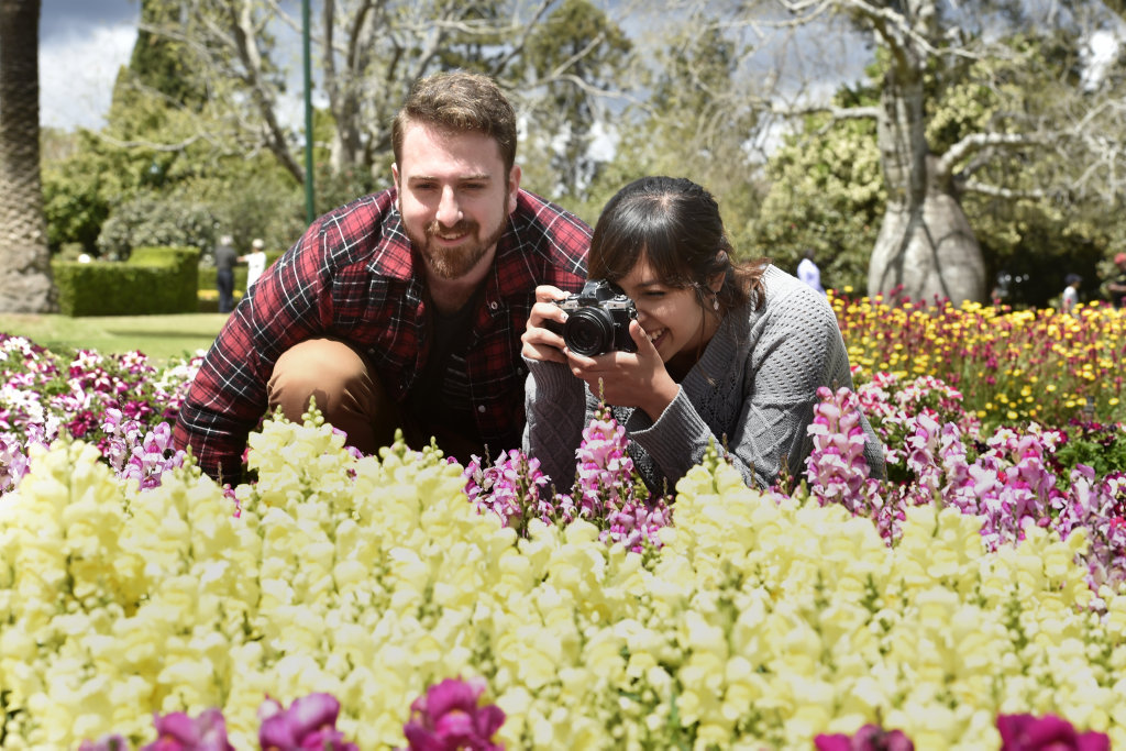 Photographing bees among the snapshot plum blossoms aare James Carrigy and Tas Mouna.