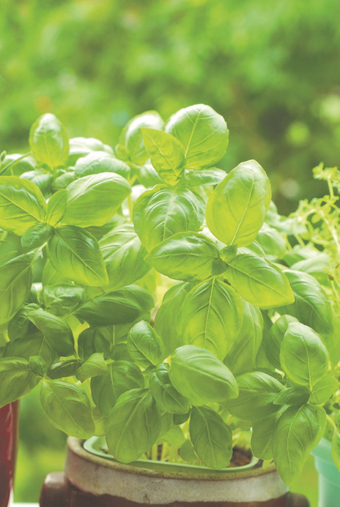 Get your basil seeds with today's paper. Get your basil seeds with today's paper.