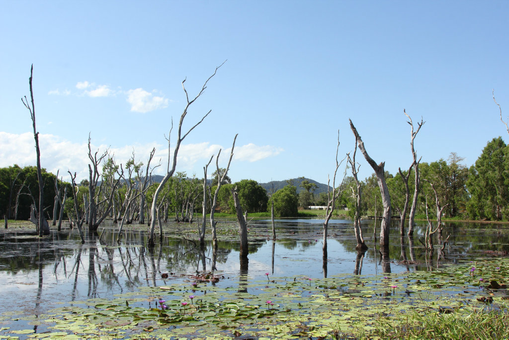 Bredl's Wild Farm 15kms east of Bloomsbury. Photo Peter Carruthers / Whitsunday Times
