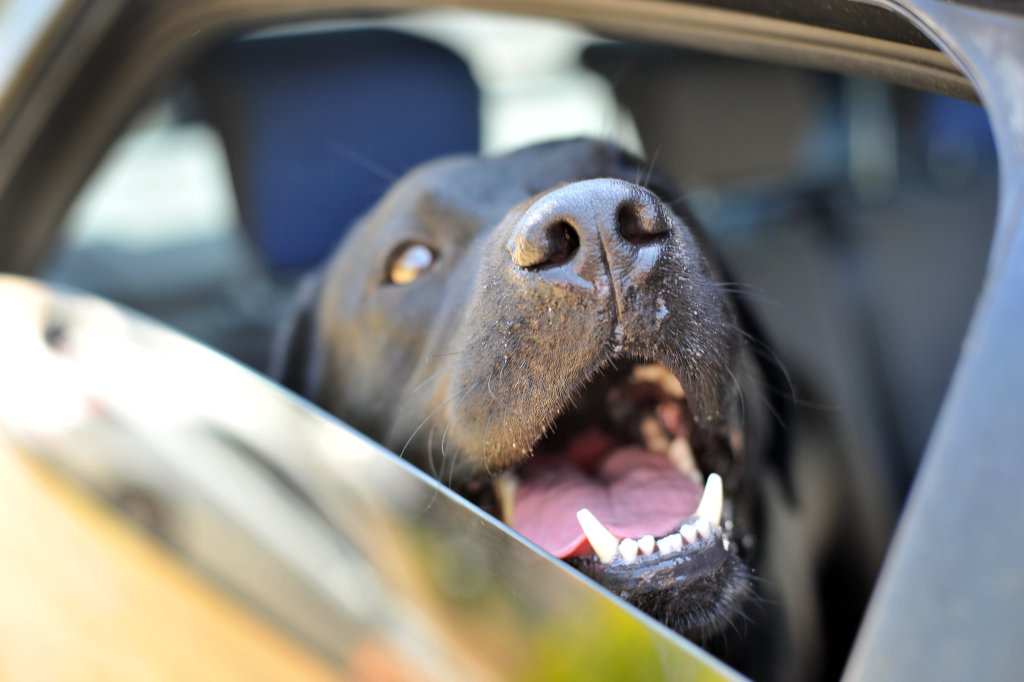 Don't leave your dog in the car, even just to quickly go to the shops. Don't leave your dog in the car, even just to quickly go to the shops.
