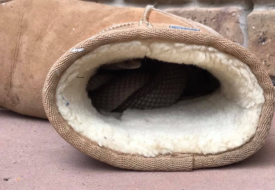The eastern brown snake was discovered in a woman's Ugg boot. The eastern brown snake was discovered in a woman's Ugg boot.