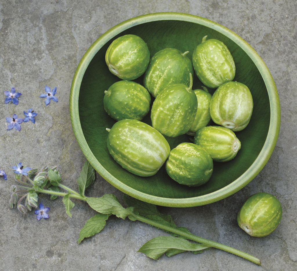 Get your Cucumber Apple seeds with the paper today. Get your Cucumber Apple seeds with the paper today.