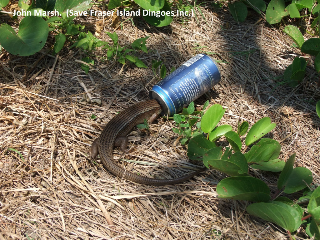 CAUGHT: A Wild lizard with its head stuck in a beer can on Fraser Island. CAUGHT: A Wild lizard with its head stuck in a beer can on Fraser Island.