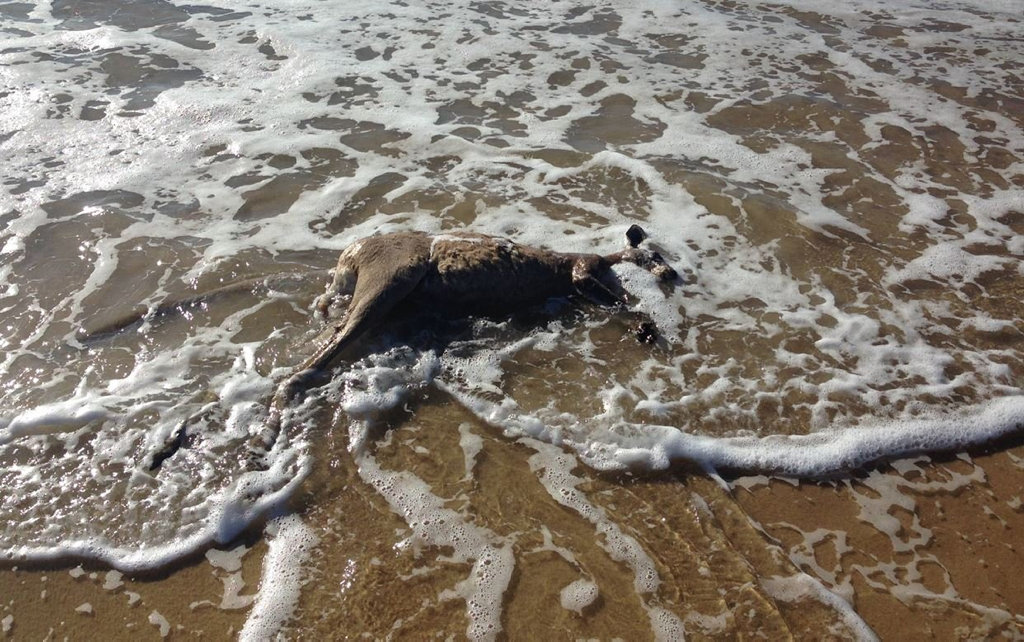 KILLED: A kangaroo has reportedly been killed by two dogs on a Coast beach this morning. KILLED: A kangaroo has reportedly been killed by two dogs on a Coast beach this morning.