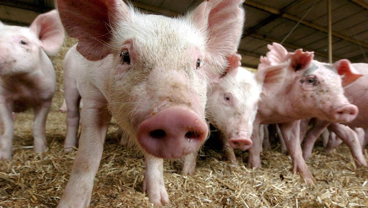 A piggery in Tabulam has been fined $15,000. A piggery in Tabulam has been fined $15,000.
