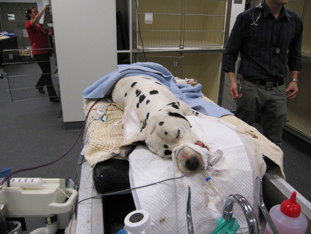 A Dalmatian with advanced tick paralysis is mechanically ventilated. A Dalmatian with advanced tick paralysis is mechanically ventilated.