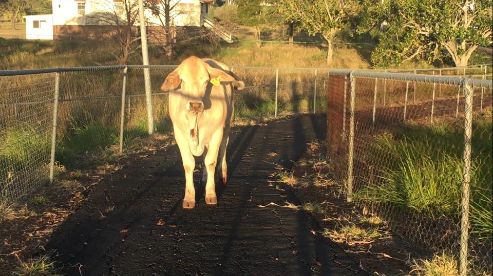 The cattle truck crashed this afternoon. Photo Win News Toowoomba The cattle truck crashed this afternoon. Photo Win News Toowoomba