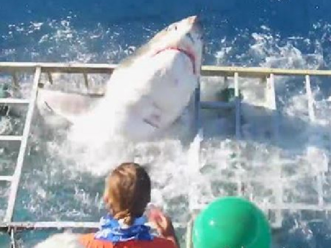 The moment the Great White smashes its way through the metal cage. Picture: Gabe and Garrett/YouTube The moment the Great White smashes its way through the metal cage. Picture: Gabe and Garrett/YouTube