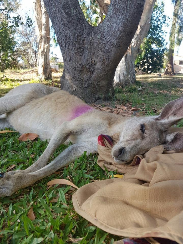 The Gladstone District Wildlife Carers are caring for this kangaroo after it was shot with an arrow at Tannum Sands. The Gladstone District Wildlife Carers are caring for this kangaroo after it was shot with an arrow at Tannum Sands.