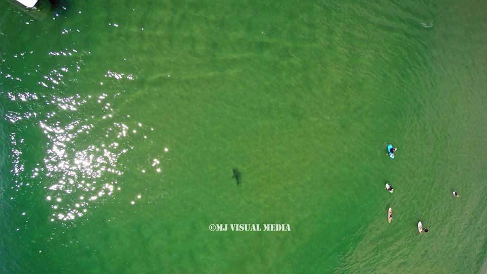 A shark cruises metres away from where a number of surfers were waiting for a wave A shark cruises metres away from where a number of surfers were waiting for a wave
