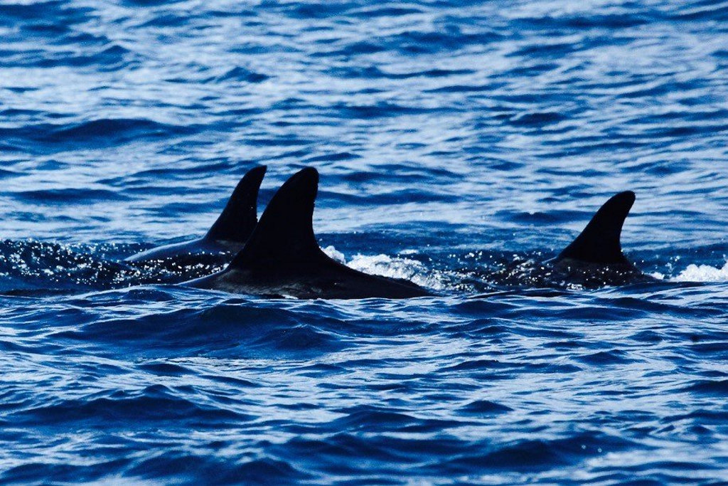 ON THE HUNT: Killer whales shadowed Mike Middleton's boat as he sailed from Double Island Point to Mooloolaba. ON THE HUNT: Killer whales shadowed Mike Middleton's boat as he sailed from Double Island Point to Mooloolaba.