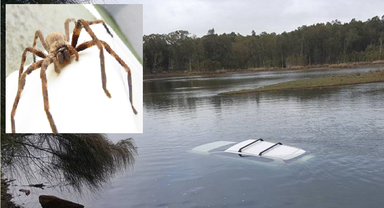 This Toyota Prado ended up in the drink after a huntsman scared its driver. This Toyota Prado ended up in the drink after a huntsman scared its driver.