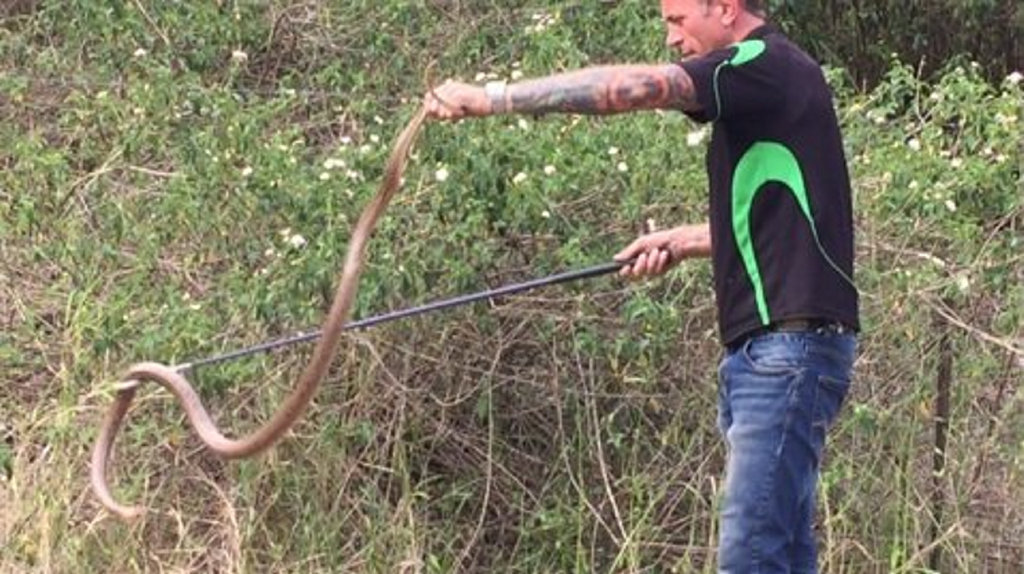 Dave Wiedman handles the massive brown snake found near Toowoomba. Dave Wiedman handles the massive brown snake found near Toowoomba.