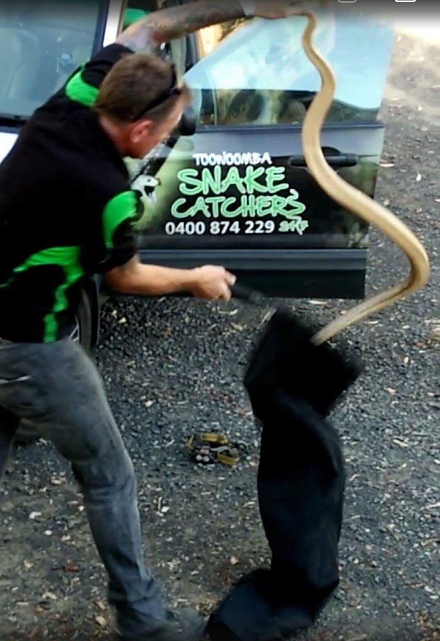 Snake catcher David Wiedman captures a huge brown snake. Snake catcher David Wiedman captures a huge brown snake.