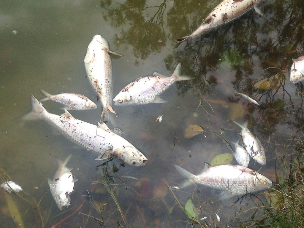 Hundreds of dead fish have surfaced in the lake near Truro St, Urangan on Monday morning.