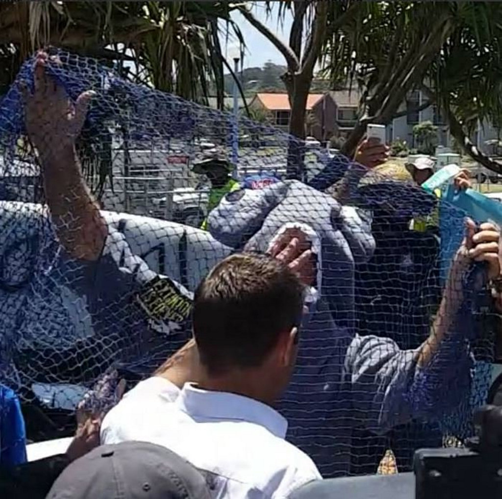 A reader sent in this photo of a 'shark' netting NSW premier Mike Baird. A reader sent in this photo of a 'shark' netting NSW premier Mike Baird.