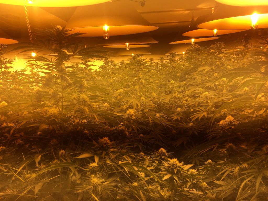 A 39-year-old Gailes man has been charged after police located a large number of cannabis plants at a residence near Stanthorpe on Friday.