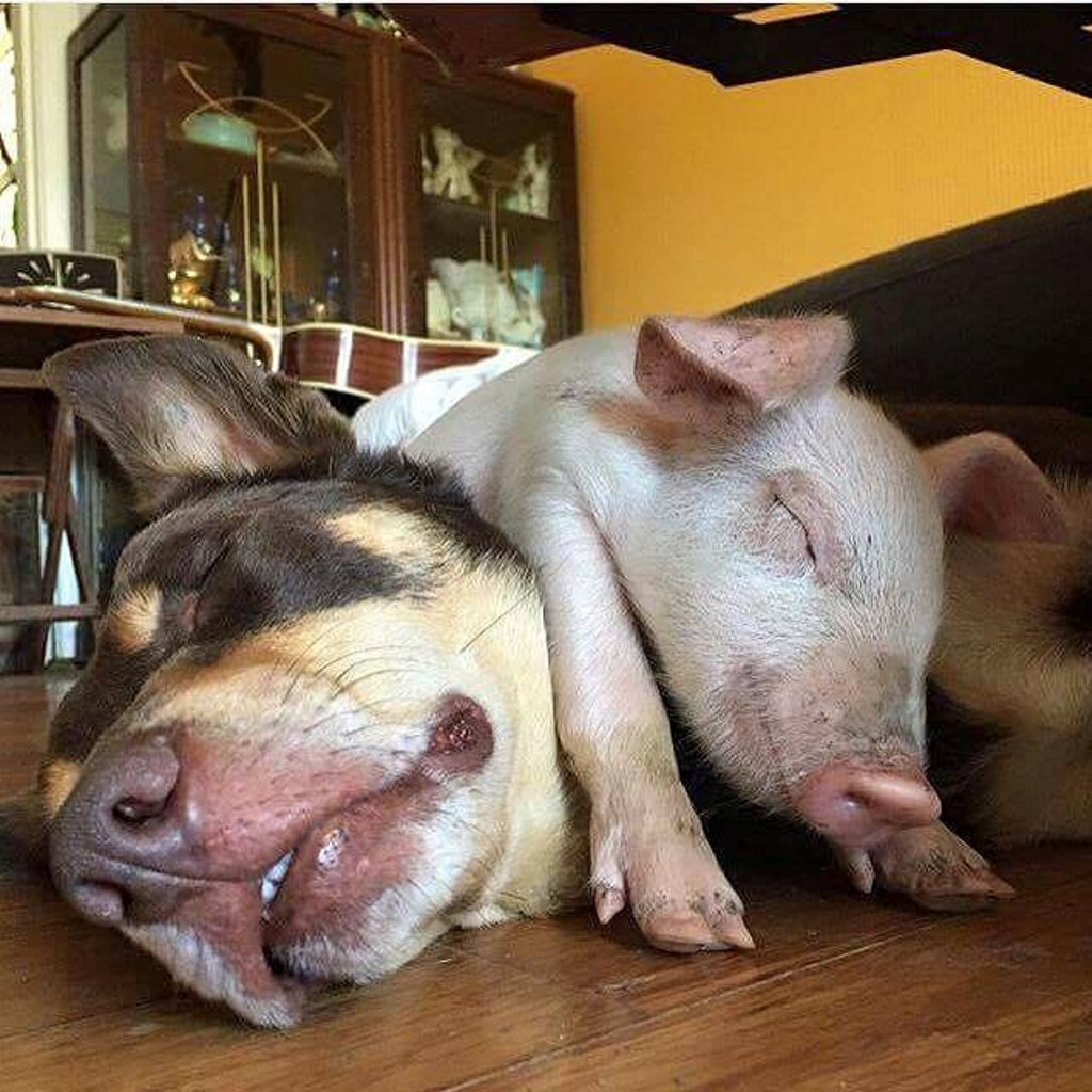 VIDEO: The unlikely friendship between piglet and farm dogs