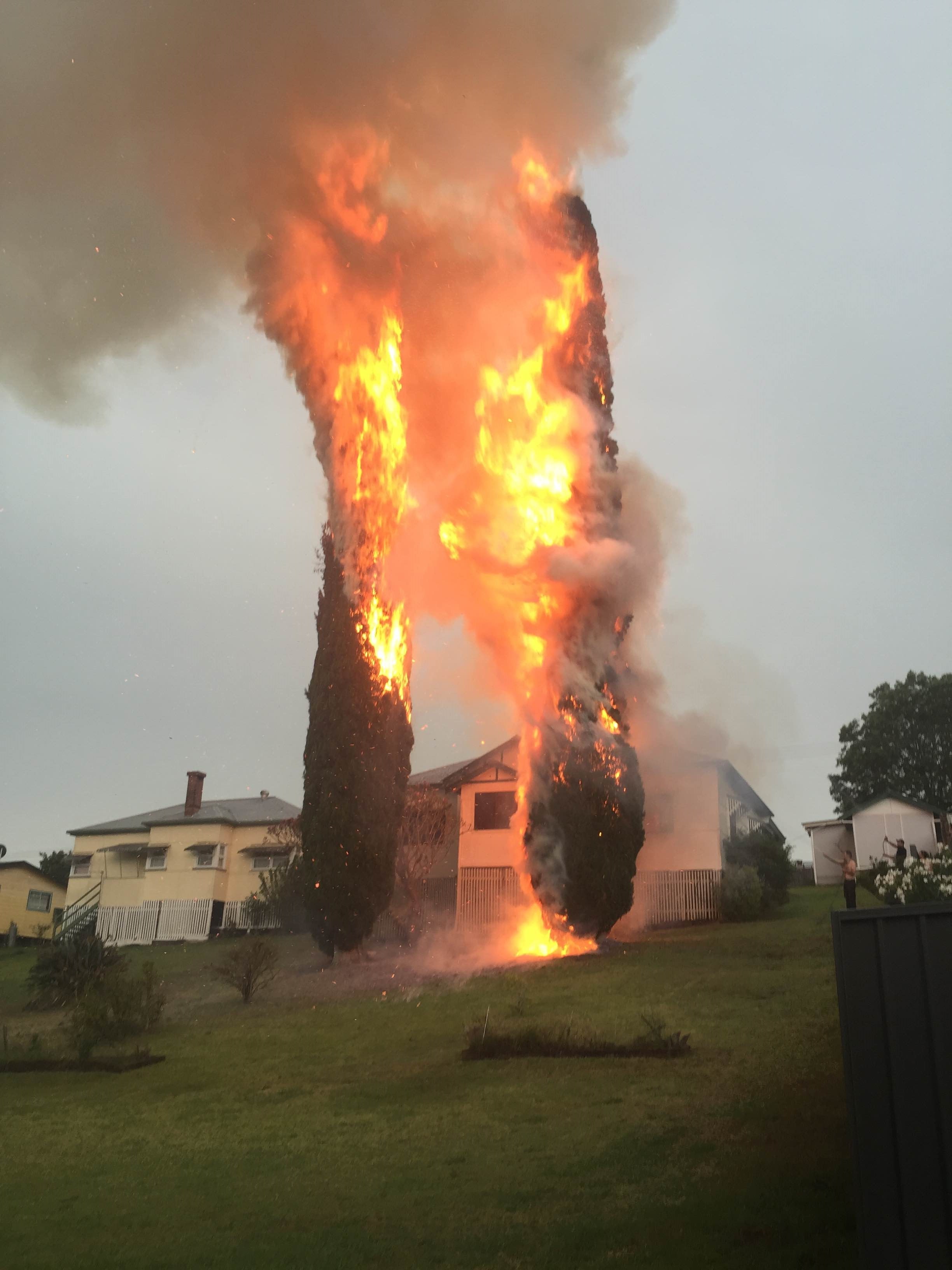 Pines set alight by lightning at Kyogle. By Travis Warren. Pines set alight by lightning at Kyogle. By Travis Warren.