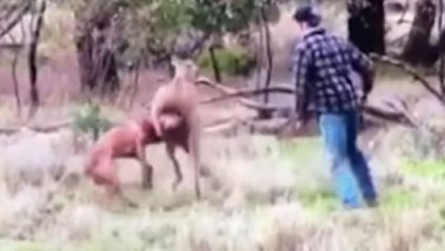 The kangaroo had earlier grabbed the man's dog. The kangaroo had earlier grabbed the man's dog.